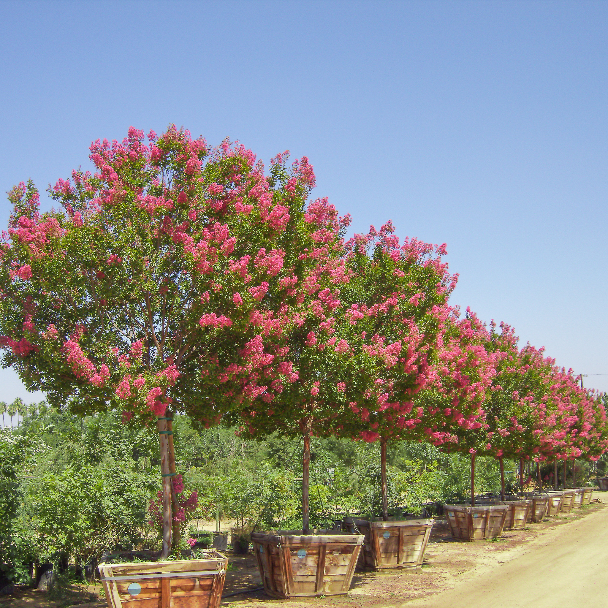 Tuskegee Crape Myrtle | Flowering Trees | Moon Valley Nurseries